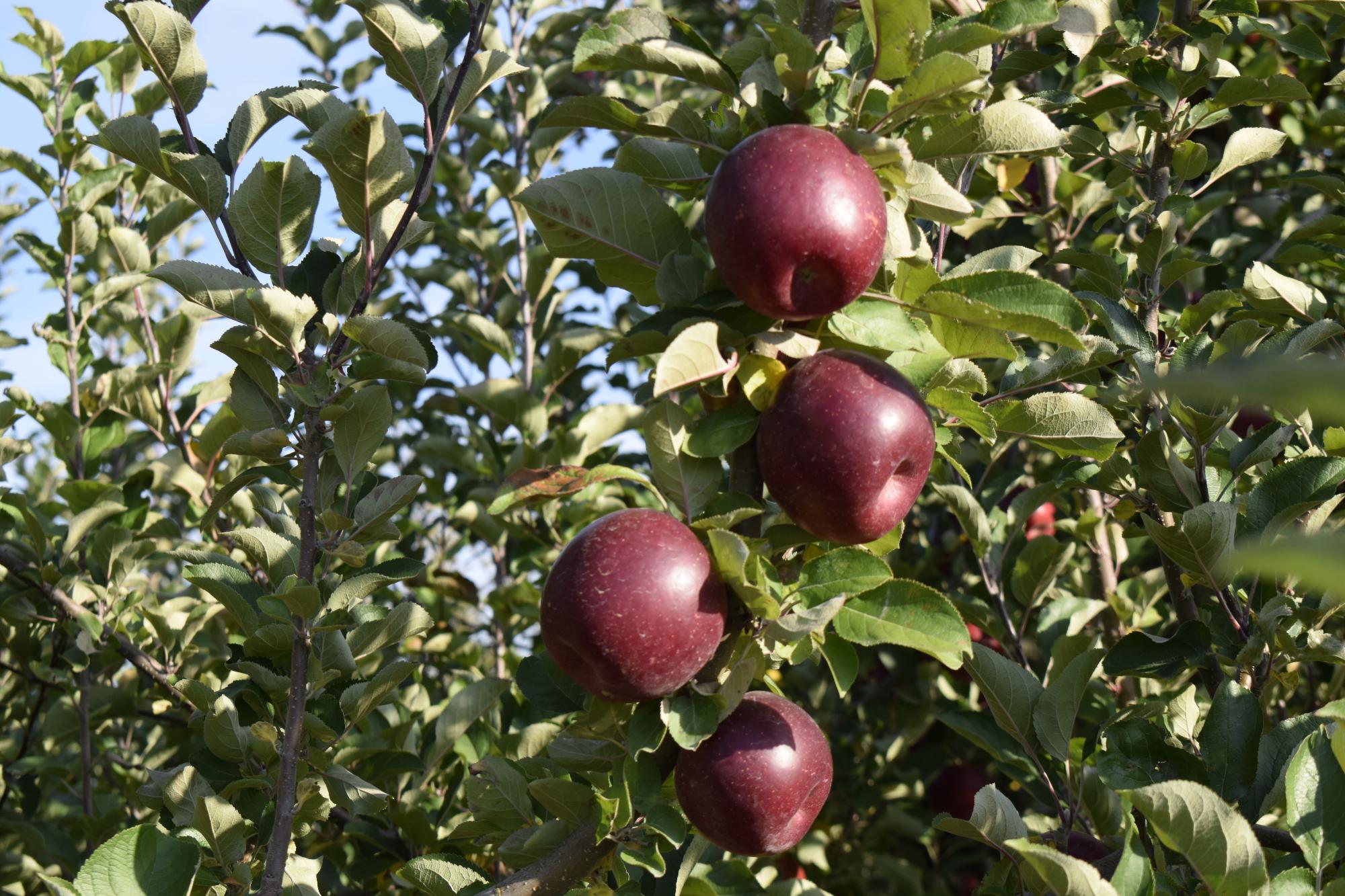 濃い紅色のりんご「べにこはく」が生い茂る葉っぱの中で木にぶら下がっている様子
