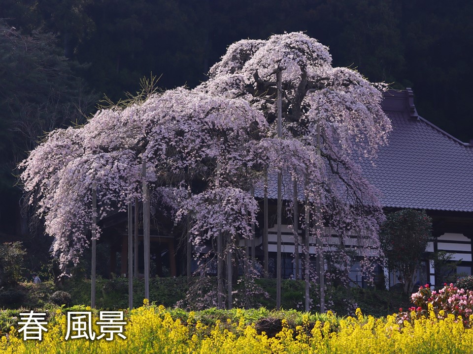 黄色い菜の花が咲いている奥に背の高い満開の桜の木が並んでいる写真