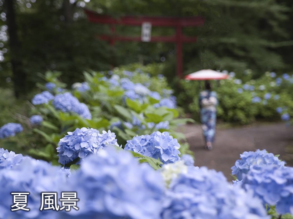 奥に浴衣姿の女性を薄紫色の紫陽花越しに写した写真