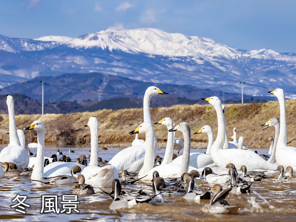 湖の上にたくさんの親子連れ白鳥が泳いでいる写真