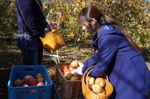 沢山のリンゴがコンテナに入っており、女性が選んだリンゴをカゴに入れている写真