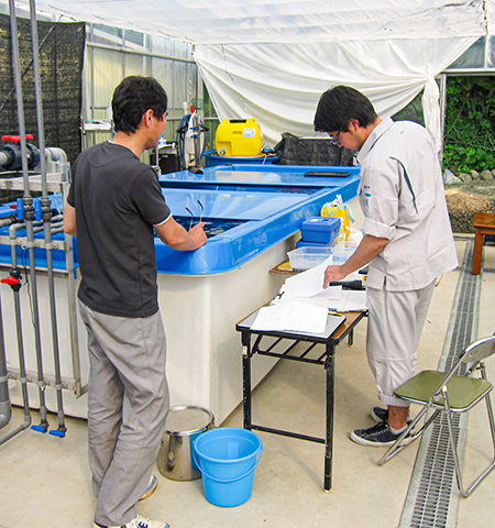 大きな水槽の前に設置された資料が置かれた長机の前で、作業服を着た秋山さんが仕事をする様子の写真