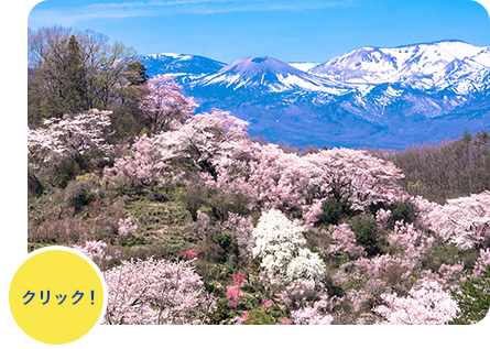 花見山から見える薄いピンクの花が咲いた桜の木と吾妻小富士の写真（花見山特設サイトのサイトへリンク）