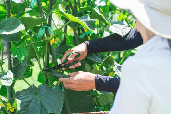 農業の仕事を探すへの画像リンク