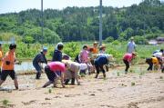 沢山の参加者が並んで田植えをしている様子を写した写真