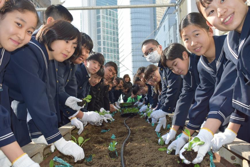 畑の両側に並んだ中学生達が苗植えをする様子の写真