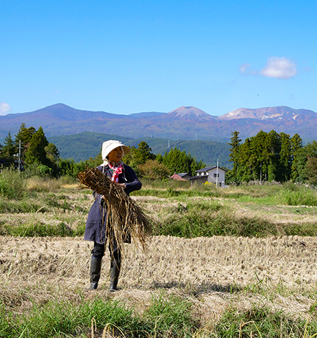 自然の中で稲刈りの作業をする佐藤 宏美さんの写真