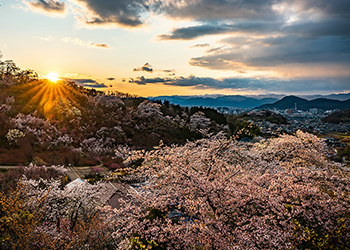 花見山 から見える満開の桜などの景色の写真