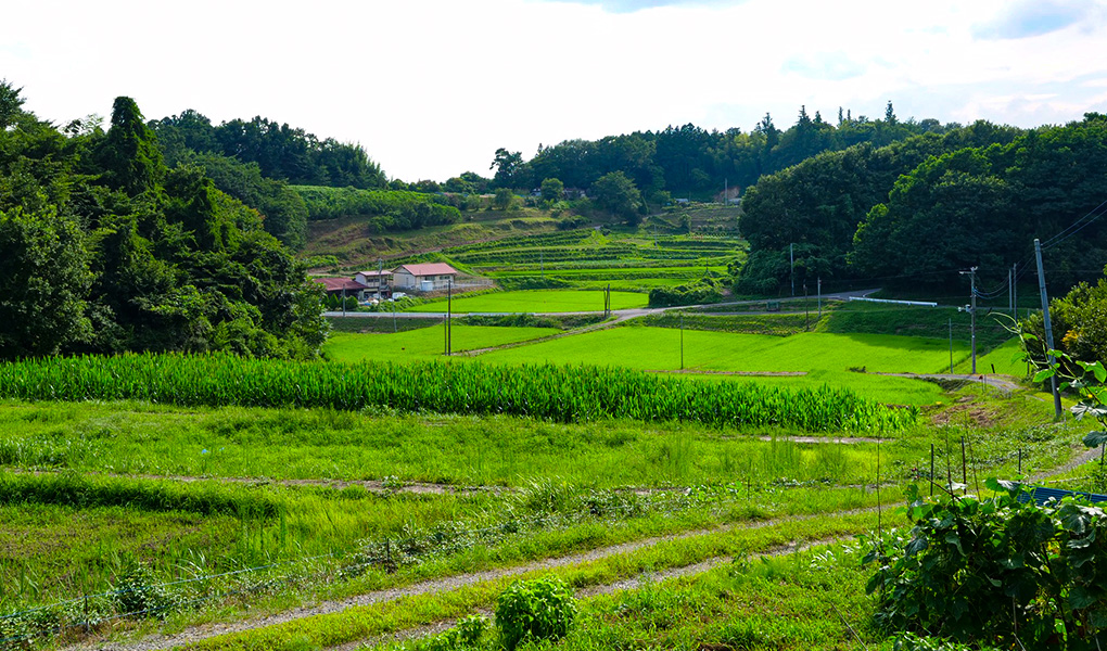 赤い屋根の家が建つ田んぼや木々の緑が広がる自然の写真