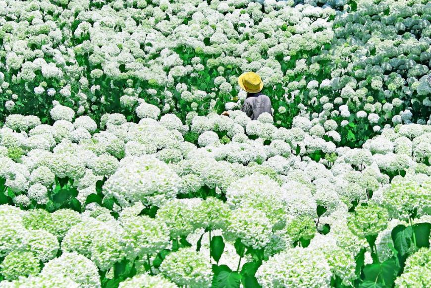麦わら帽子を被った人が白い花を咲かせた満開のアナベル畑の中に立っている写真