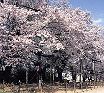 満開の桜が咲いている嶽駒神社馬場の桜並木の写真