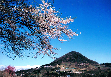 枝に沢山の桜の花が咲き誇り、背景には青空と小高い丘が写っている写真