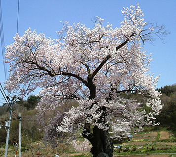 太い幹から伸びている枝の先に沢山の薄いピンクの花を咲かせている茶屋の桜の写真