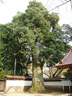 太く立派な幹をし、青々とした葉を茂らせた医王寺のシラカシの写真