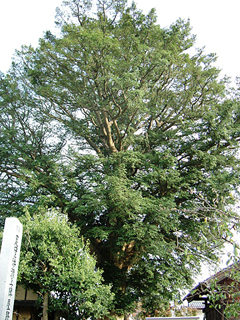 大きな木の枝に沢山の緑の葉が生い茂っている宮代の大カヤの写真