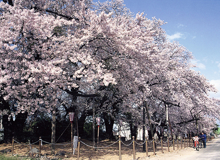 満開の桜が咲いている嶽駒神社馬場の桜並木の写真