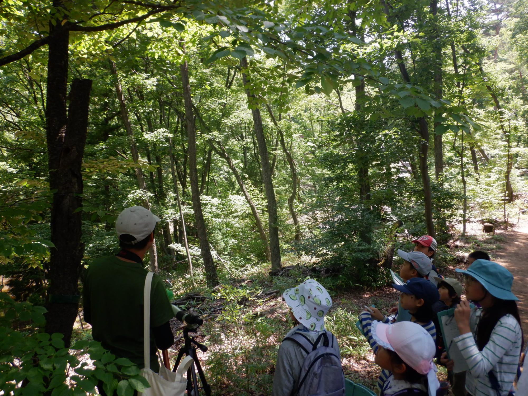 小鳥の森を探索する隊員