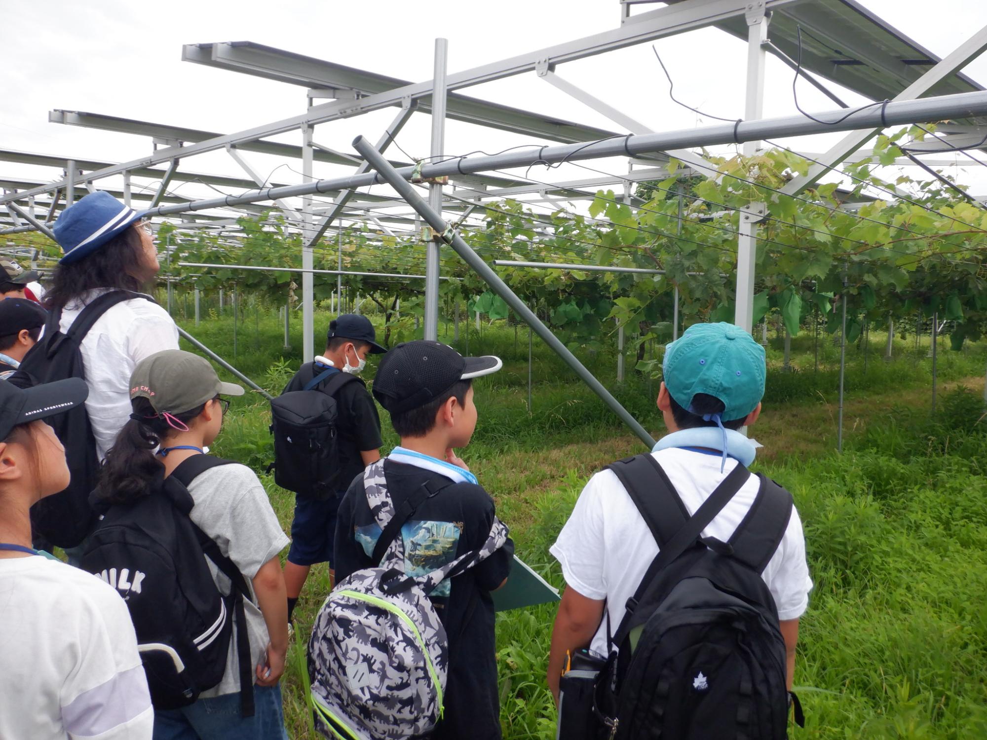 営農型太陽光発電施設を見学する小学生