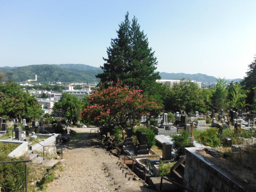 墓地の真ん中に大きな木がそびえ立っている岩谷墓地敷地内の写真