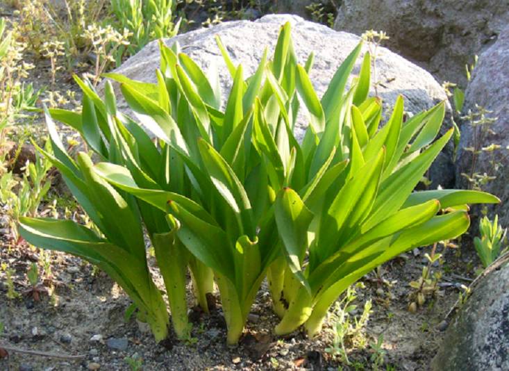 地面から出た茎のすぐ上から、中央の葉を囲むように先端が茶色、緑色の長い楕円形の葉が上向きに伸びたイヌサフランの写真