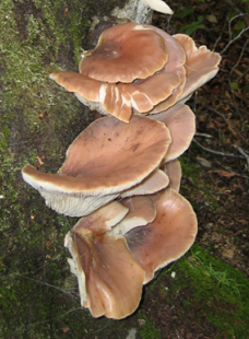 苔の生えた木の幹から、表面が茶色で裏は白くひだがある半円形のキノコが密集して生えている写真