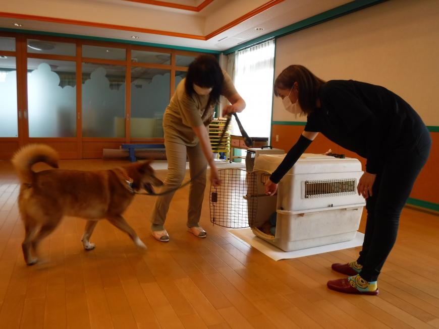 リードに繋いだ茶色の中型犬を、前に置いた白いケージに入るように2人の女性が誘導している写真