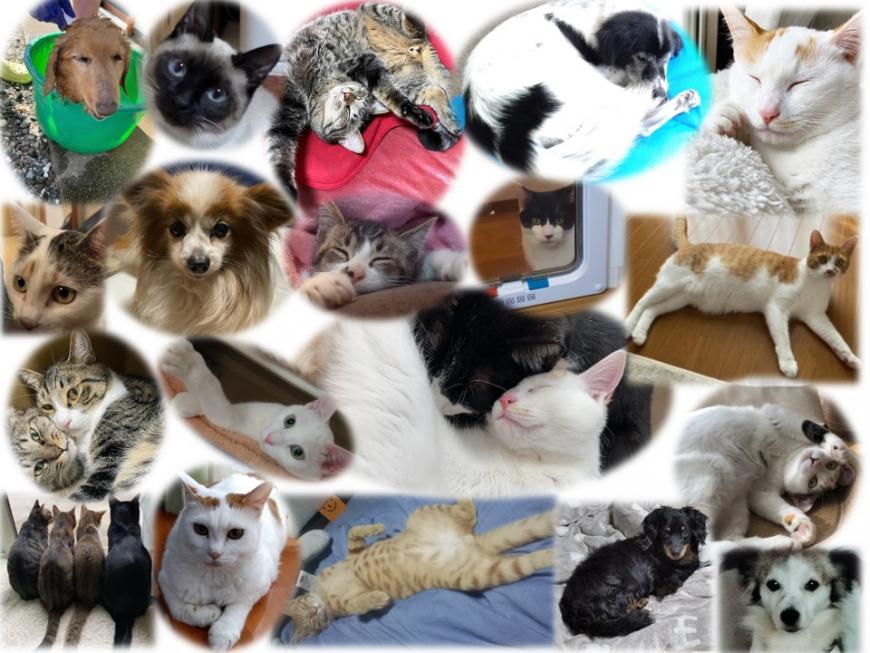 丸や四角に切り取られた、様々な種類、色の犬や猫の写真がたくさん集まった画像