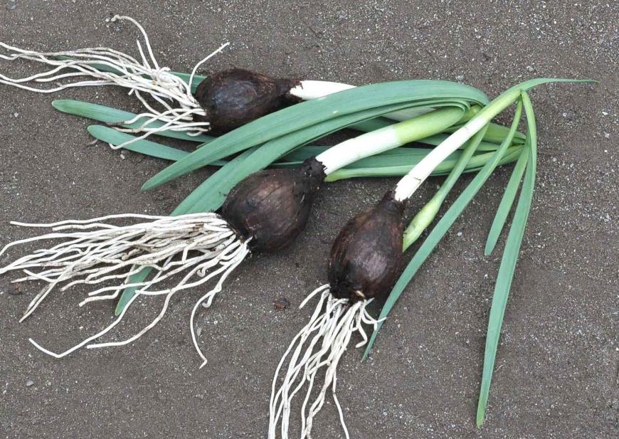 3つ並べて置かれたこげ茶色の球根から白い茎と緑の帯状の葉、白く長いひげ根が出ている写真