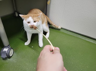 猫じゃらしひき