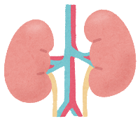 腎臓の画像