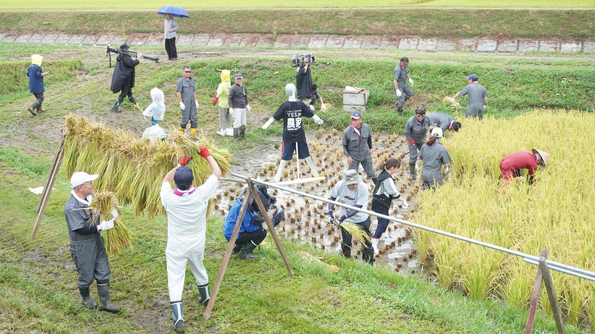 稲刈り2