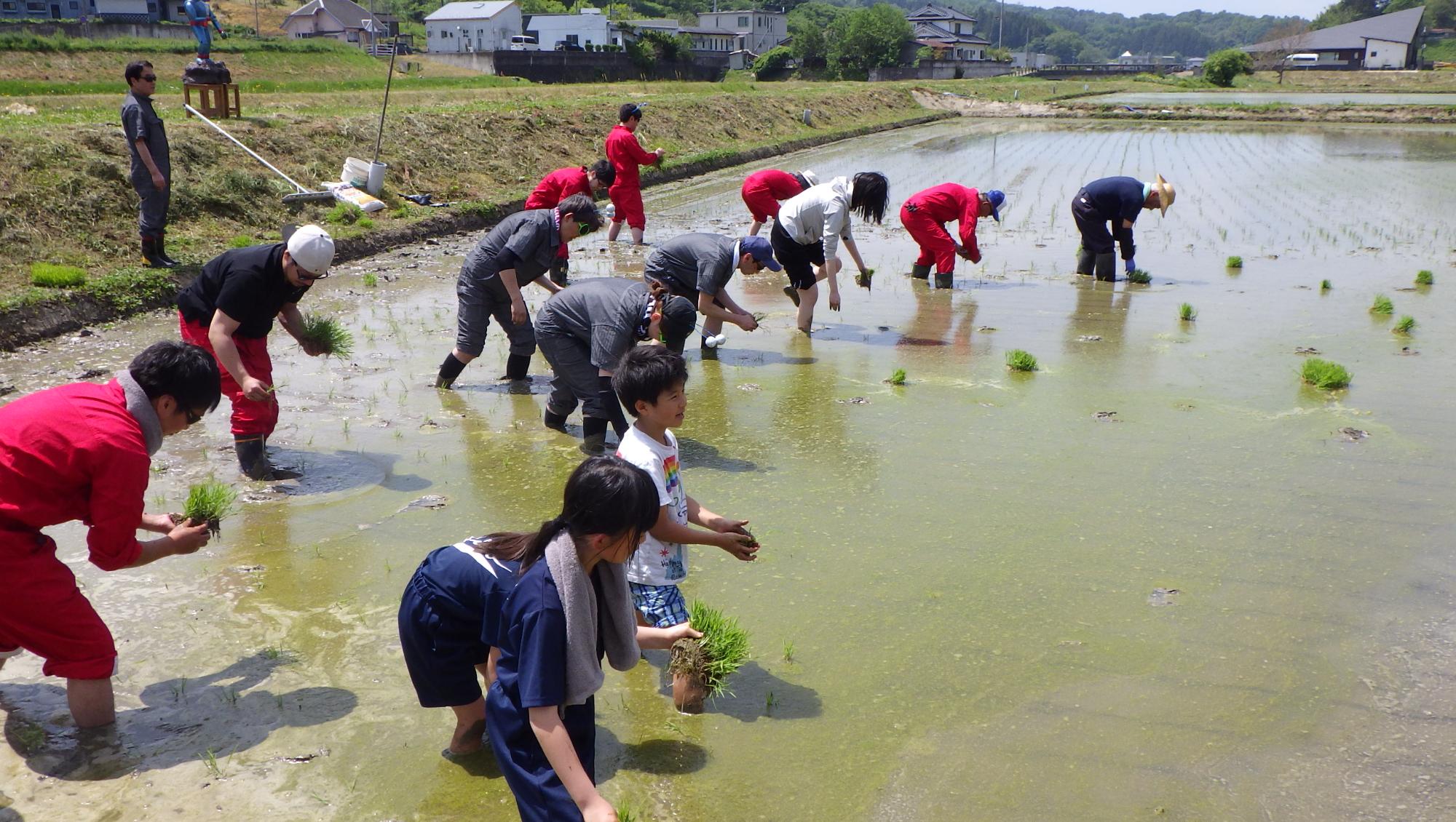 田植えの画像ズーム