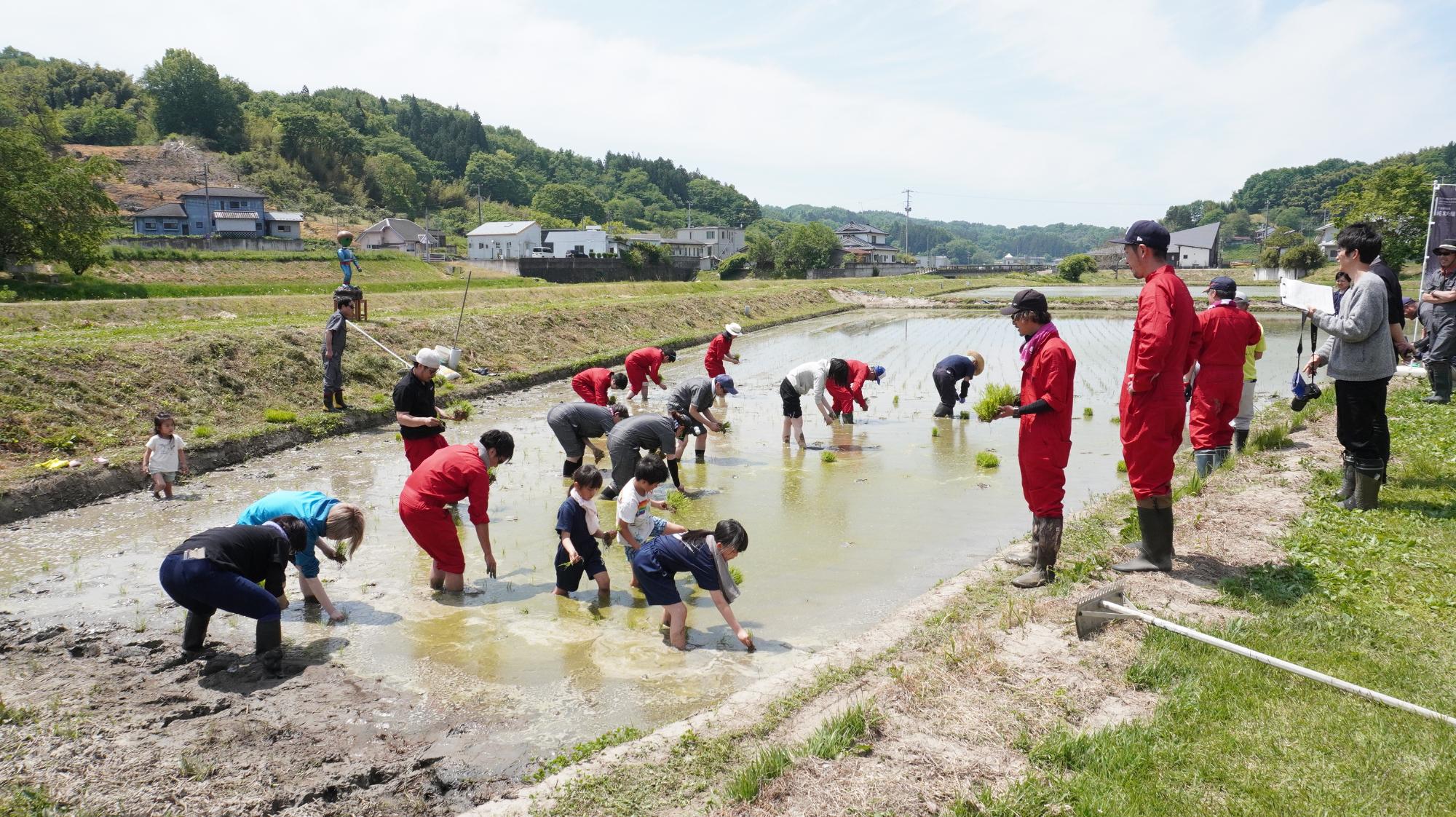 田植えの画像横から撮影