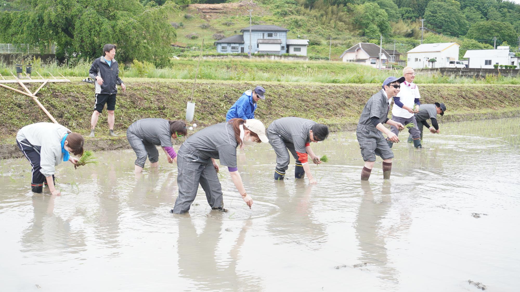 田植え写真3