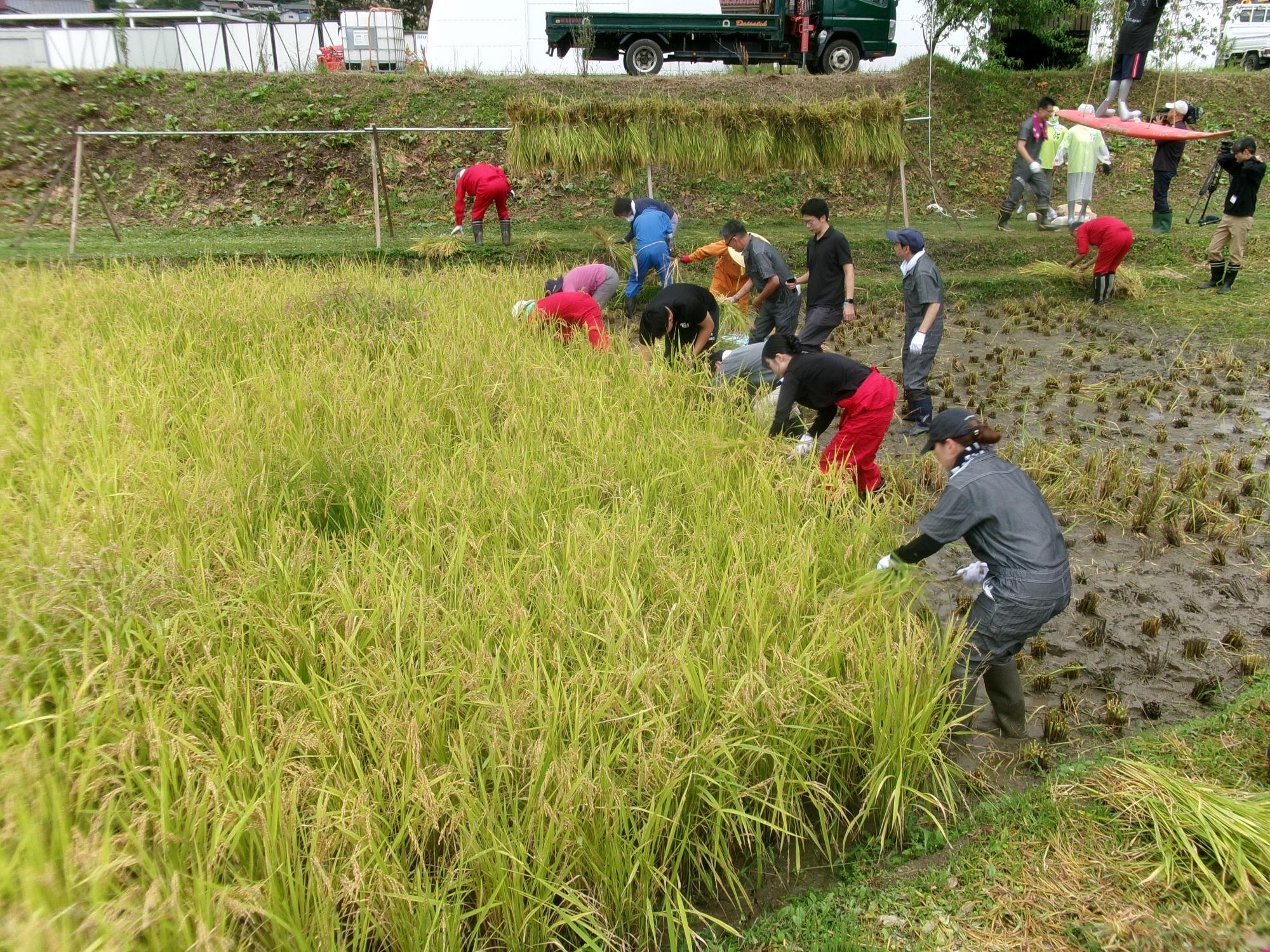 稲刈り横からの写真