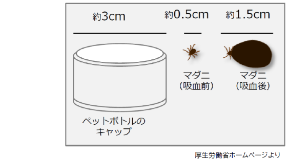 マダニの大きさは、吸血前は約0.5cmで、吸血後は約1.5cmです。