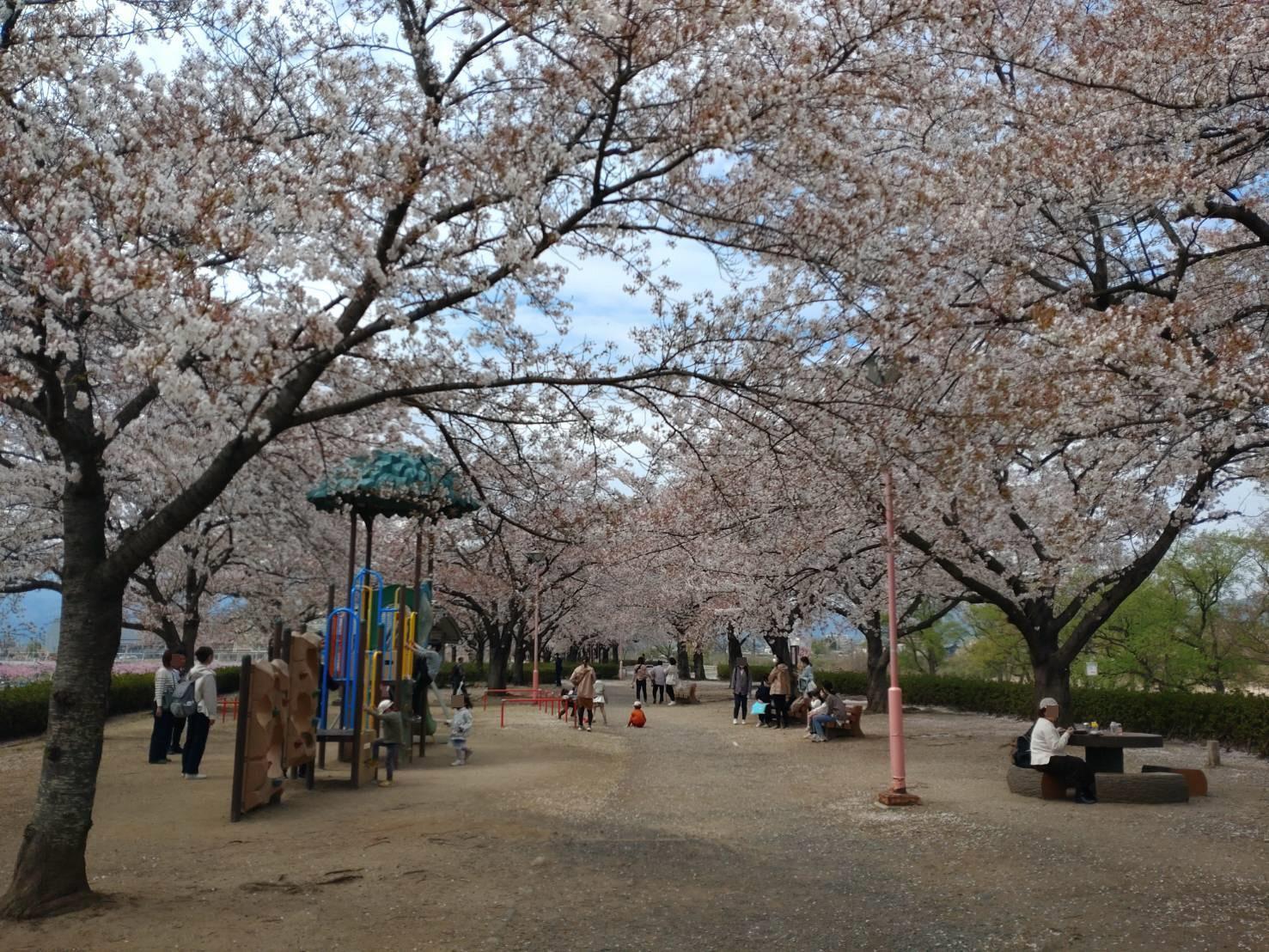 荒川桜づつみ河川公園