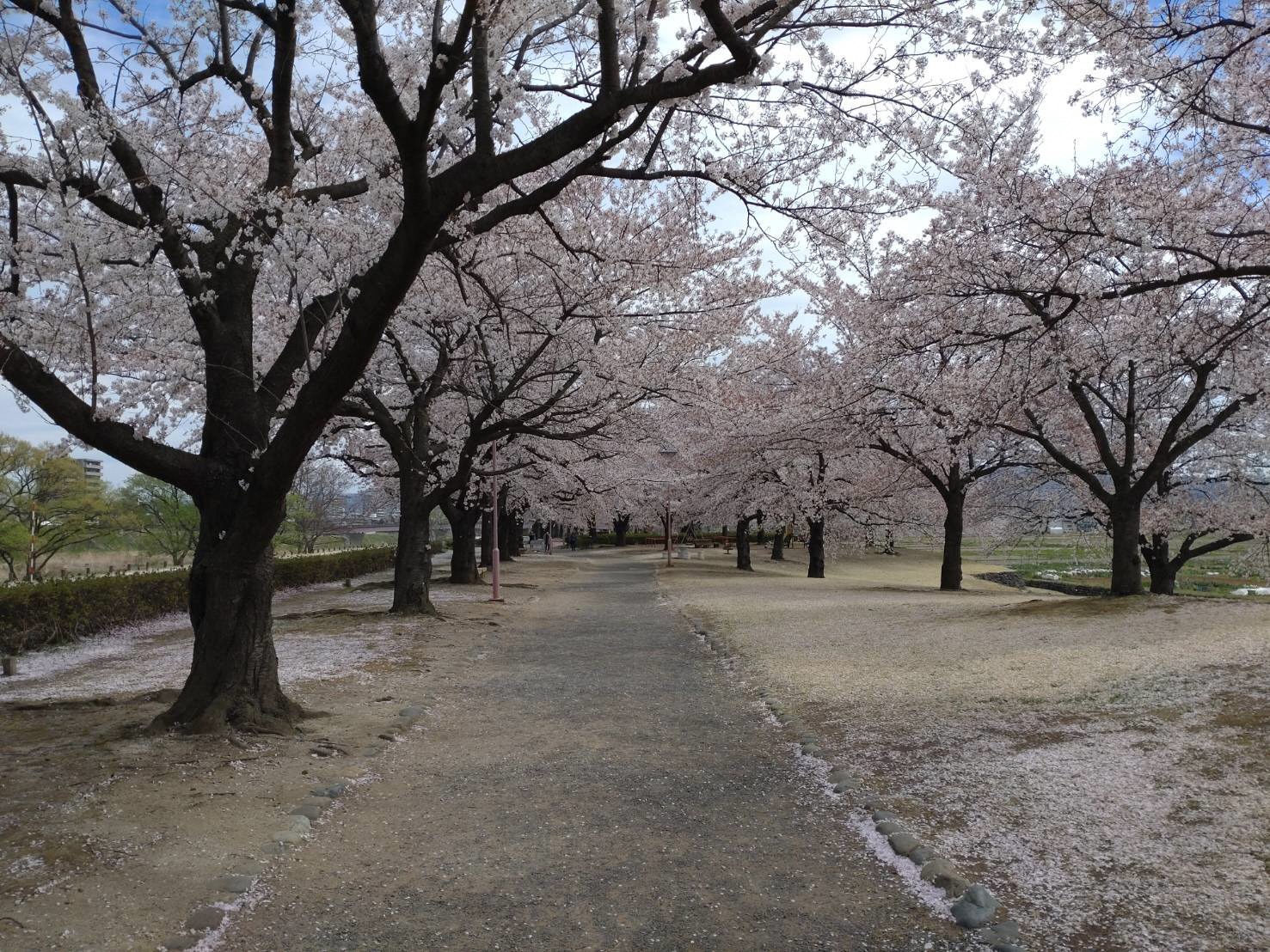 荒川桜づつみ公園桜