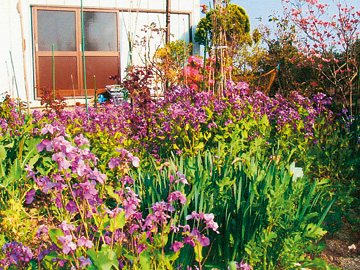 自宅前に紫色の花やピンク色の花が咲いた木などが植えられている庭の風景写真