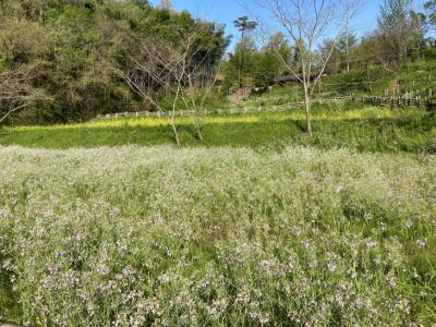 白っぽい小さな花を咲かせた草花が一帯を埋め尽くしている公園内の写真