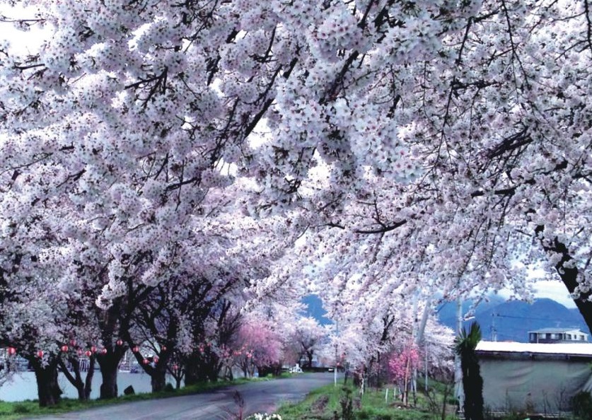 道路にアーチ状に架かった橋のように満開になった桜の木々が両脇に植えられている桜並木の写真