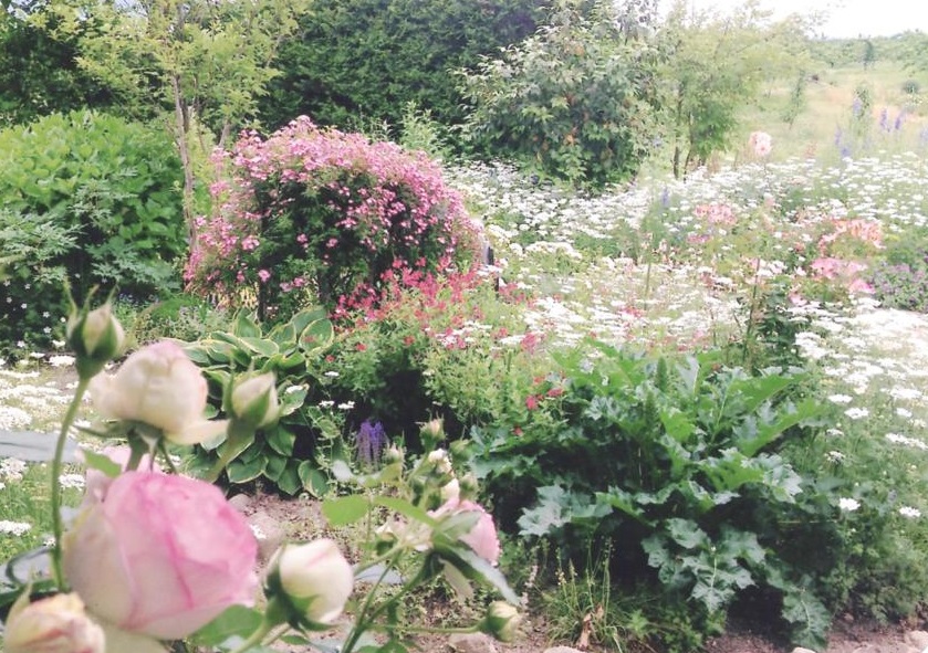 一帯が白やピンク色の花が咲き誇っている庭の風景写真