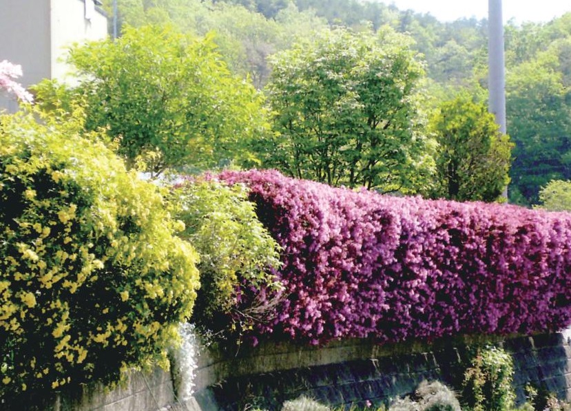 垣根を覆うように黄色や濃いピンク色の花が咲いている紙透 さちさんの自宅の写真