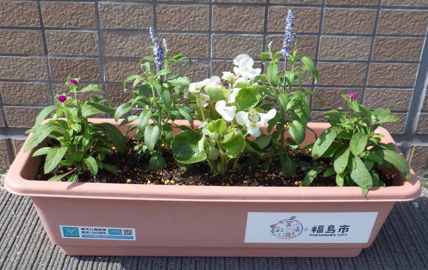 長方形の形をしたプランターに紫色や白色の花が植えられている写真