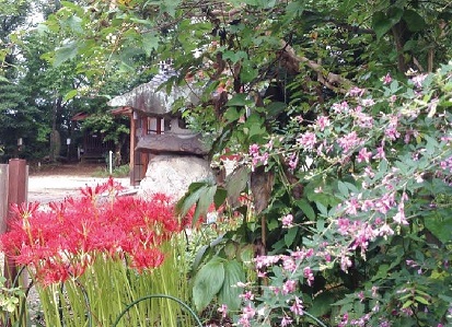 赤い色の彼岸花の上でピンク色の萩の花からたくさん咲いている庭の写真