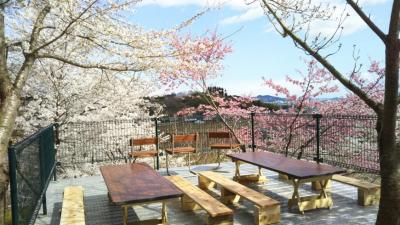 満開になった桜の木が間近で見られるスペースにテーブルと2脚のベンチが2組が設置されている展望デッキの写真