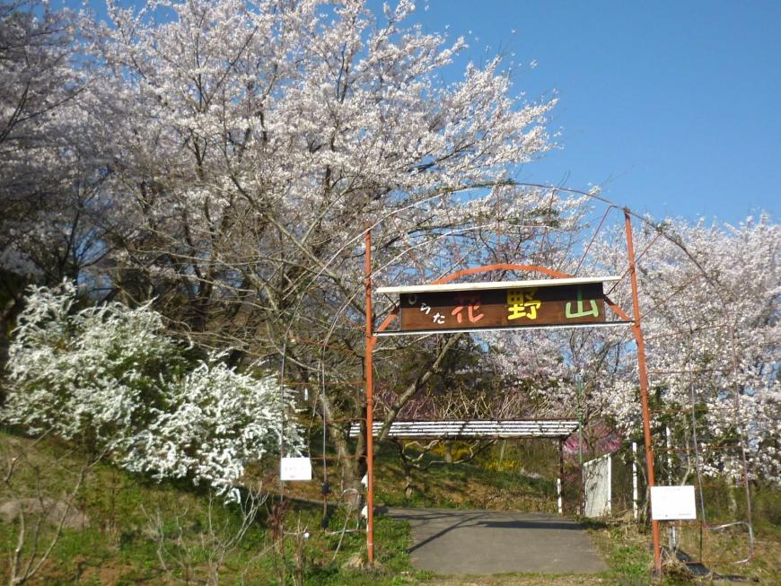 「花野山」とかかれた看板の後方に満開になった桜の木が道の両脇に植えられている写真