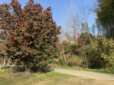 道沿いに赤い椿の花を咲かせた大きな木が植えられている公園内の写真