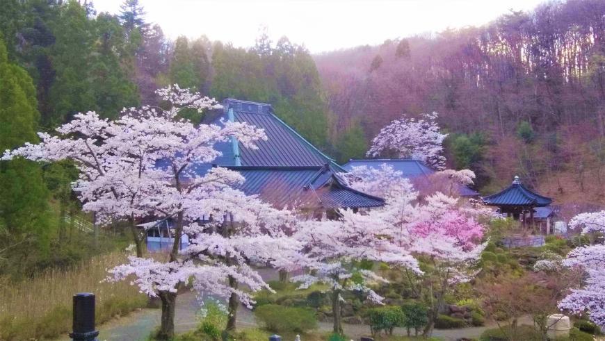 満開の桜がたくさん植えられておりその隙間から位作山 陽林寺の屋根が見えている風景写真