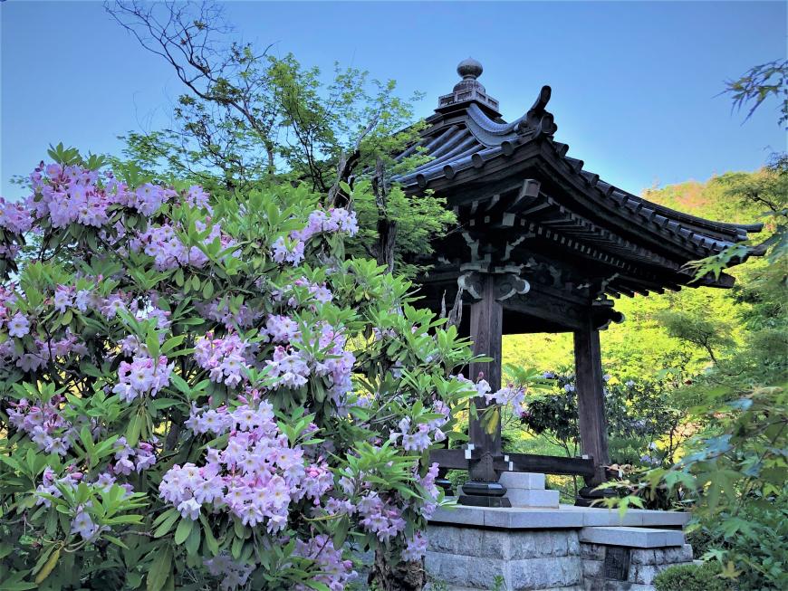 淡い紫色の花々の後方に鐘楼が見えている境内の写真